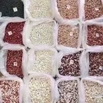Сортова квасоля від виробника оптом.