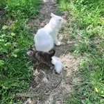 віддамо безкоштовно люблячим господарям гарних котиків