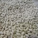 Посівмат квасолі. Форвардні контракти. Гарантований викуп врожаю.