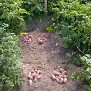 семенной картофель для Успешного бизнеса в Украине