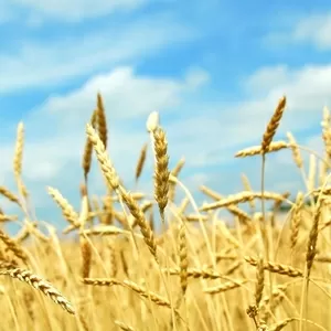 Компания Никагро закупает зерновые и масличные промышленными партиями
