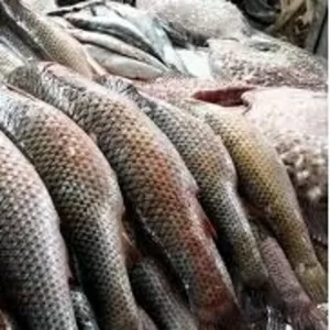 Продам рыбу и морепродукты