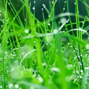 Асортимент газонних трав