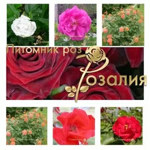 Саженцы роз из питомника Розалия,  осень 2017