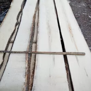 дошка липи гатунок А ,  від однієї чистої плахи з двух сторін шир 100мм довжиною до 3000 мм. Від 20м.куб.