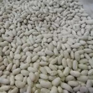 Посівмат квасолі. Форвардні контракти. Гарантований викуп врожаю.