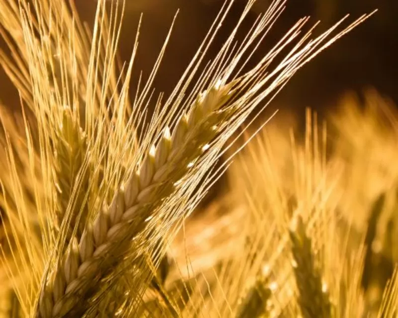 Продаем семена яровой пшеницы оптом,  семена сои в Украине