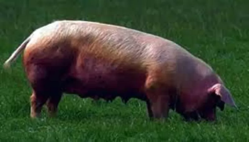Продам свиней живым весом 120-140 кг 