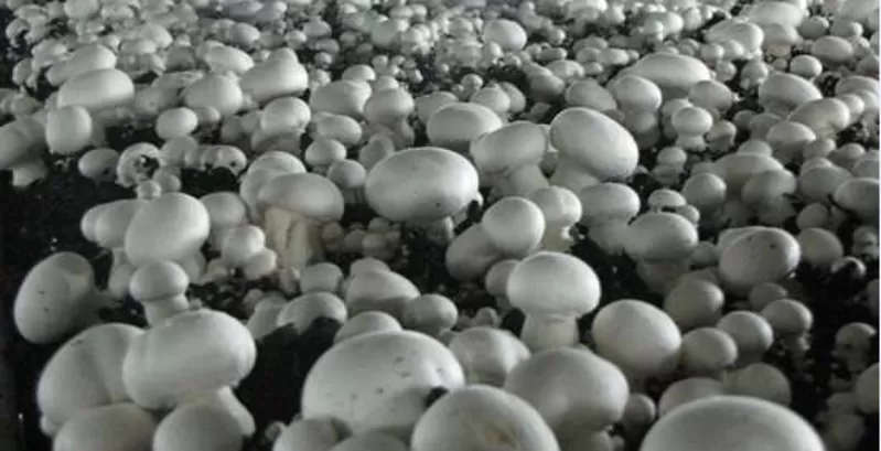 Зерновой стерильный мицелий грибов вешенки и шампиньона,  консультации. 2
