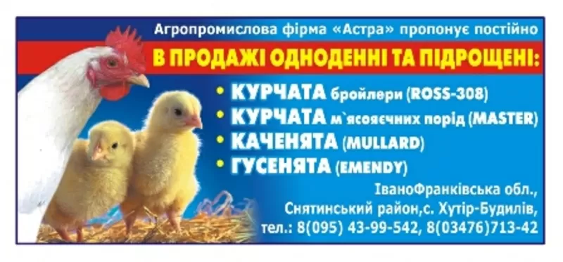 Пропонуєм курчата бройлера,  каченята,  гусенята Украина