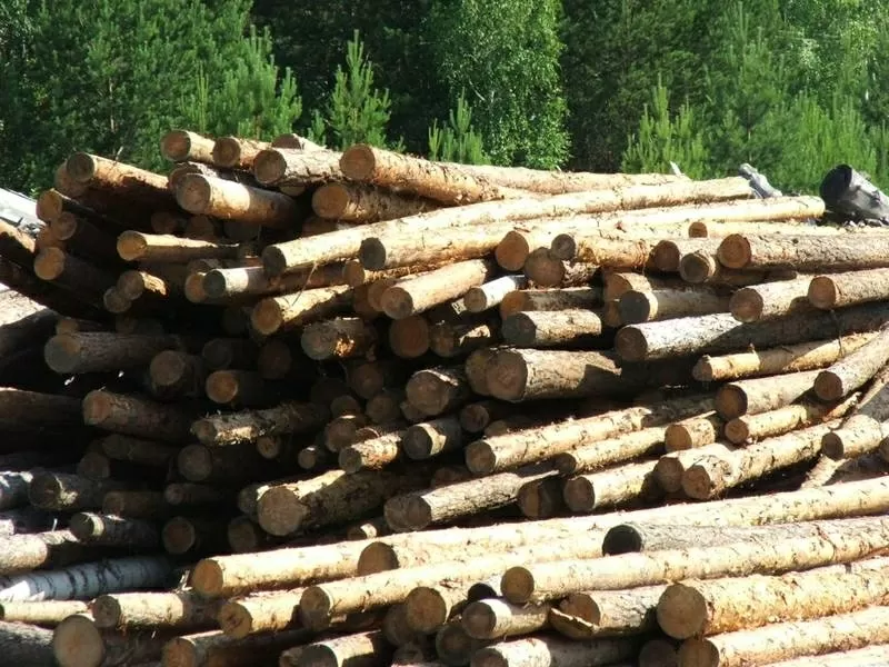 Перевозка леса по Украине! Услуги лесовоза! 5