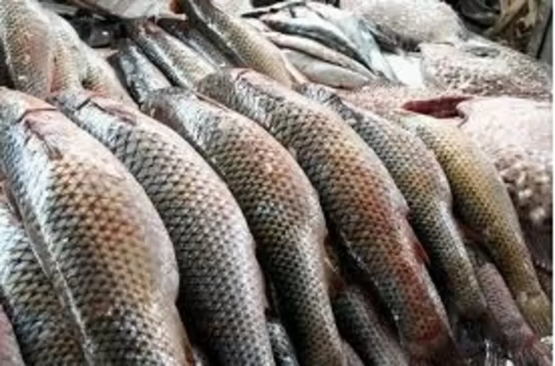 Продам рыбу и морепродукты