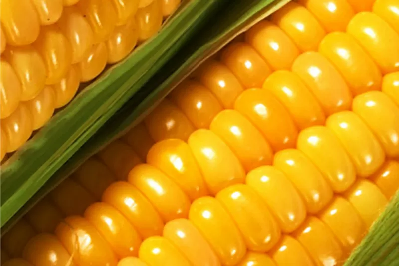 Насіння кукурудзи урожай 2014 рік