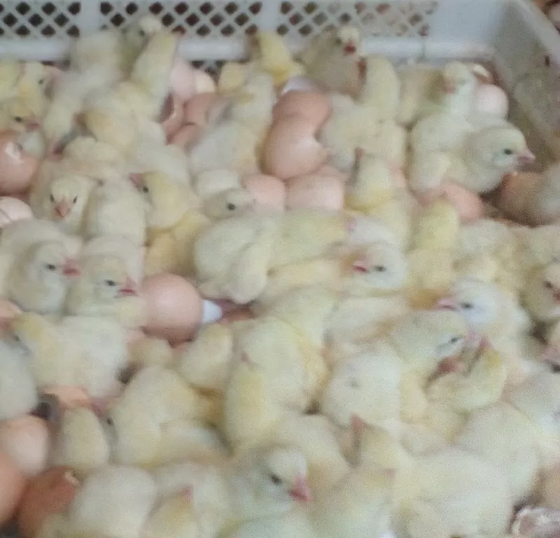 Цыплята бройлера КОББ 500 и инкубационные яйца