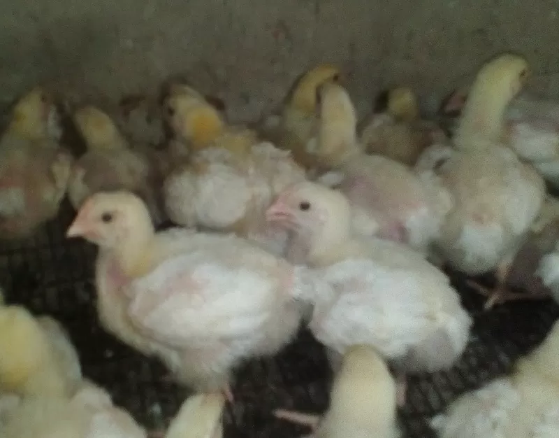 Цыплята бройлера КОББ 500 и инкубационные яйца 3