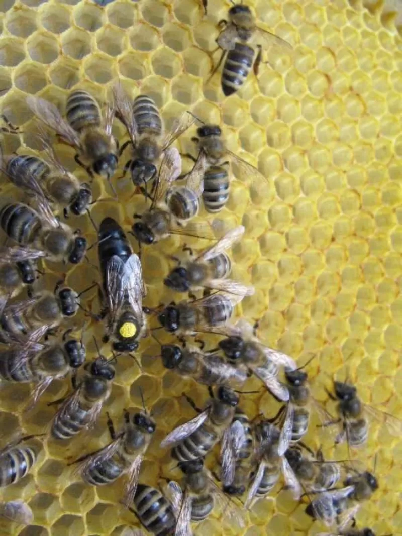Продаж бджоломаток карпатки з відправкою по Україні 3