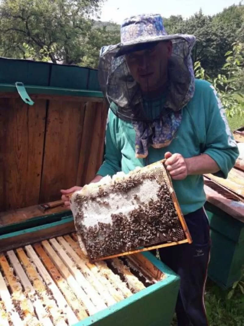Продаж бджоломаток карпатки з відправкою по Україні 2