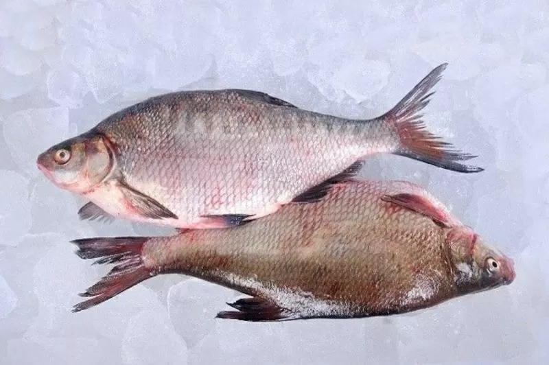 Рыба оптом. Свежемороженая речная рыба. 2