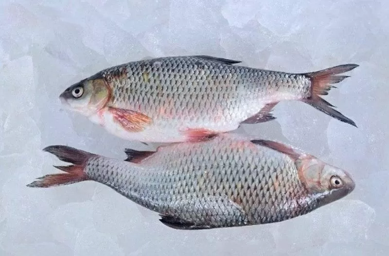 Рыба оптом. Свежемороженая речная рыба. 3