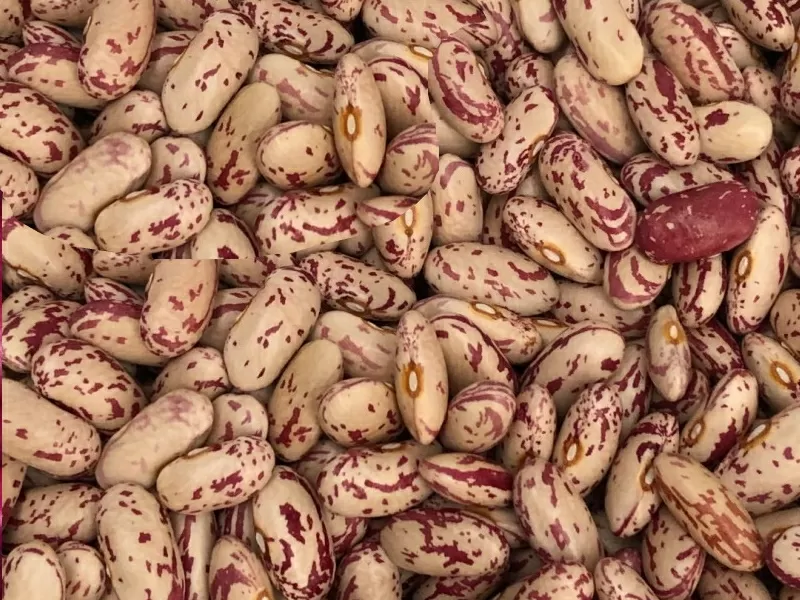 Сортова квасоля: Шоколадниця,  Біла довга,  Томатка та ін