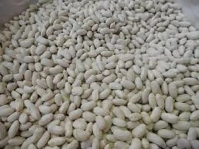 Посівмат квасолі. Форвардні контракти. Гарантований викуп врожаю.