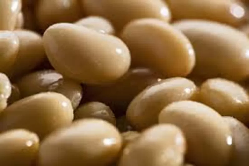 Купуємо квасолю на переробку,  консервування. 