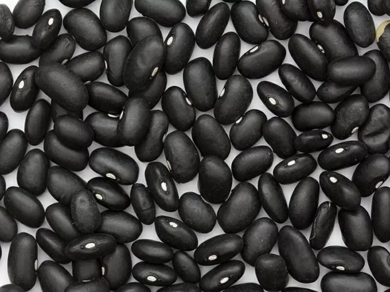 Квасоля Шоколадниця,  Ліма,  Кофейка,  Солдатик та ін